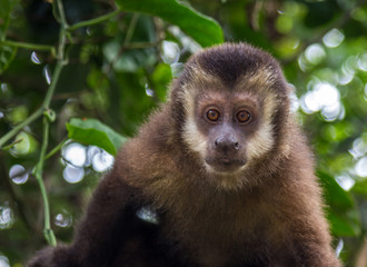 Macaco-prego. (Sapajus nigritus).