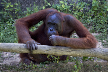 young Orangutan sitting on the ground thinking about life