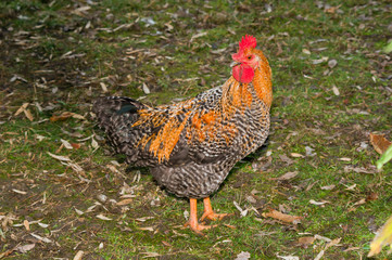 Speckled rooster.