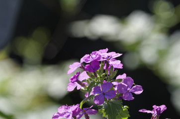 Obraz premium lunaria's flower