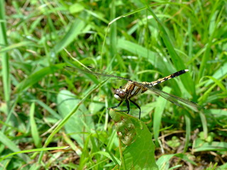 シオカラトンボ