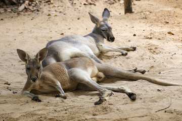 kangaroos relaxing on the ground