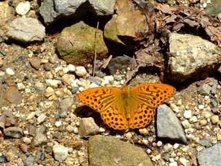 ミドリヒョウモン