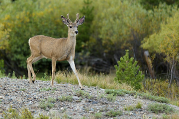Naklejka na ściany i meble Young deer with small antlers.