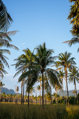 Coconut tree in garden