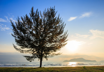 Seascape with lonely pine tree on beach at Thailand