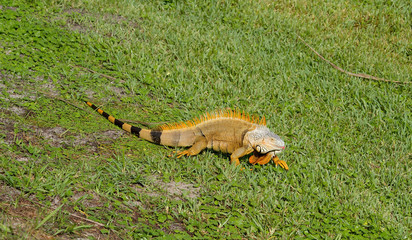orange iguana with a pink tongue 