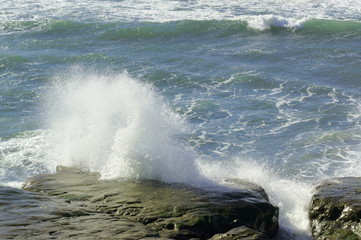 潮さい（神奈川県稲村ケ崎にて）