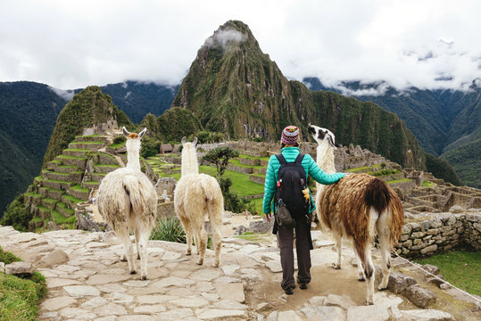 Peru, Machu Picchu region, Female traveler looking at Machu Picchu citadel and Huayna mountain with three llamas