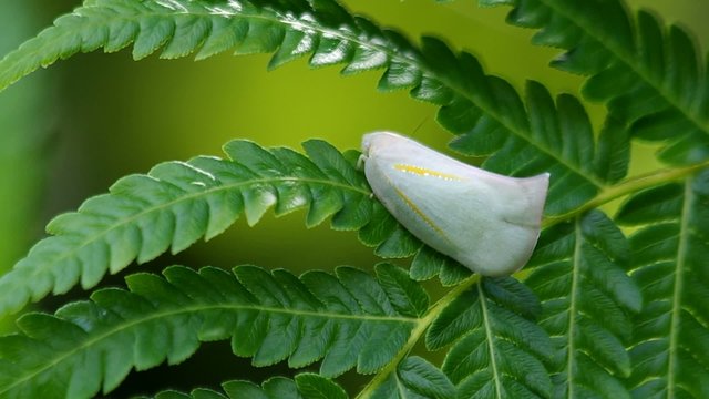 a planthopper is resting on shaking fern shoot