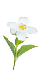 Naklejka na ściany i meble Jasmine Flower isolated on white