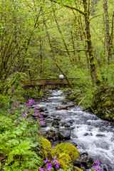 Cascading Creek Flow in Multnomah Oregon