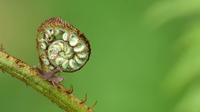 a monkey grasshopper is resting on the young fern shoot