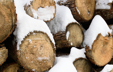 Basswood (Tilia Americana) Logs in Winter