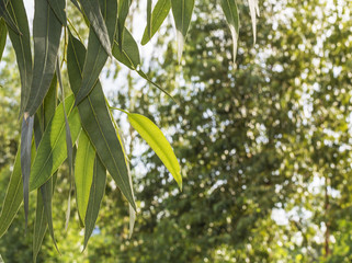 Eucalyptus leaves