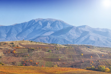 Fototapeta premium Plowing the field