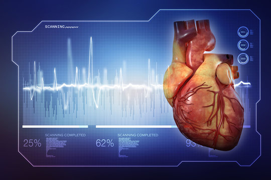 Human Heart - Anatomy of Human Heart