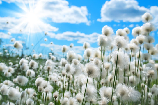 Flowering cotton grass on a background of blue sky