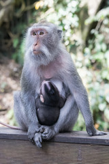 Mother and baby monkey in Ubud Sacred Monkey Forest on   Bali