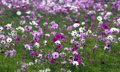 Cosmos flower (Cosmos Bipinnatus) with blurred background