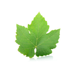 Fototapeta premium Grape leaf isolated on the white background