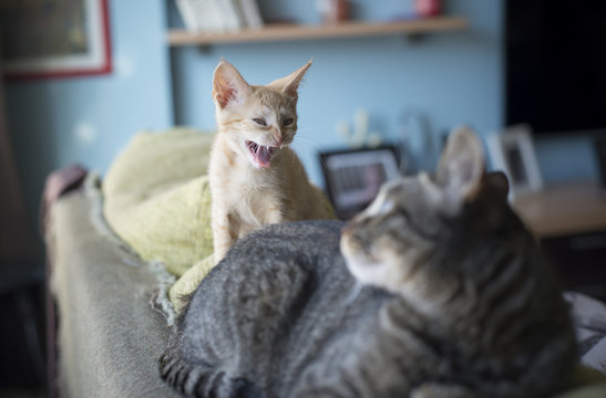 Two cats on the backrest of a couch
