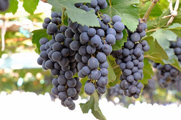 bunch of grape with green leave in the garden