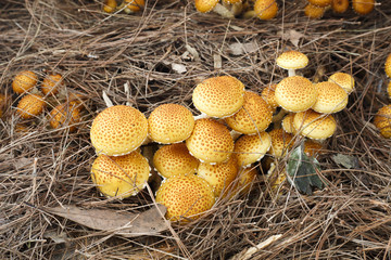 Shaggy Pholiota Mushrooms