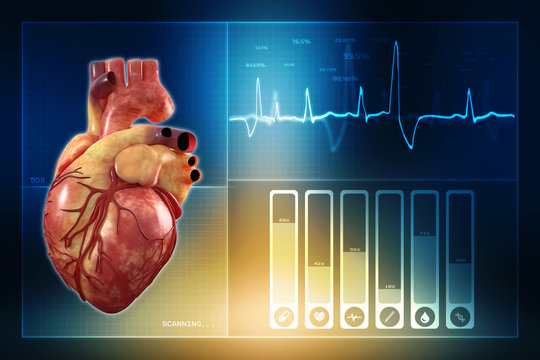Human Heart - Anatomy of Human Heart