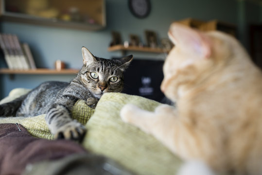 Two cats resting on the top of a couch