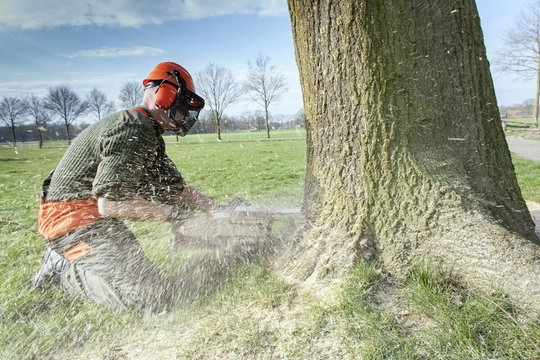 Lumberjack felling tree