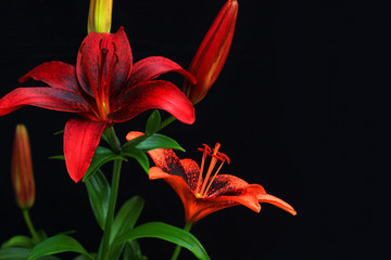 Red Tiger Lilies in Bloom
