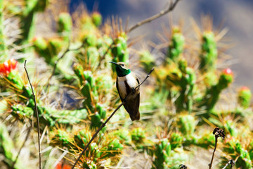 Hummingbird