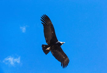 condor in sky