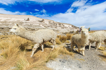 lamas in Andes,Mountains, Peru