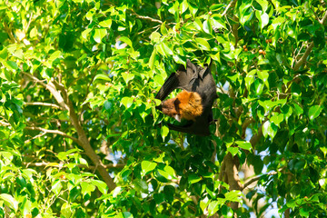 Bat