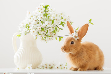 red rabbit  on white background