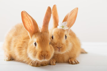 red rabbits on white background