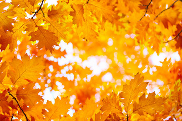 autumn leaves, very shallow focus