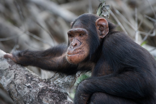 Portrait of chimpanzee. Republic of the Congo. Conkouati-Douli Reserve. An excellent illustration.