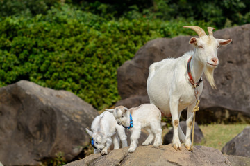 山羊のポートレート