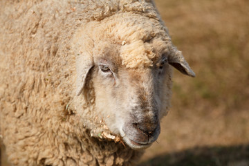 羊のポートレート