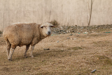 羊のポートレート