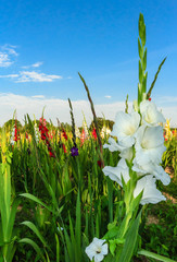 Obraz premium Weiße Gladiolen im bunten Gladiolen- Feld
