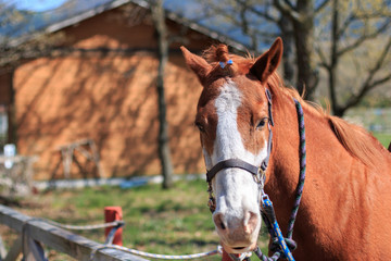 Fototapeta premium 馬のポートレート
