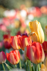 Fototapeta premium チューリップ