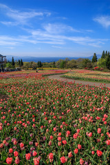 チューリップ畑
