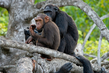 Two chimpanzees are sitting on mangrove branches. Republic of the Congo. Conkouati-Douli Reserve....
