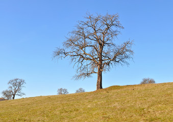tree in field