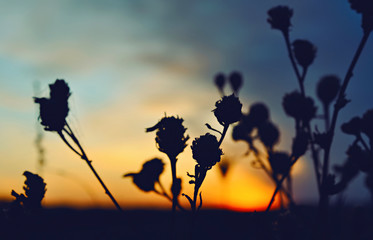 flowers silhouette at colorful sunset sky